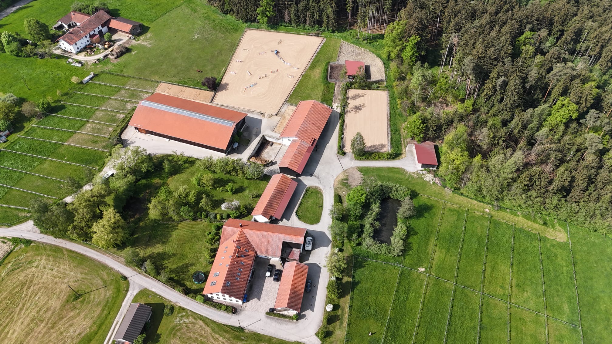 Turnierpferde, Ausbildung und Verkauf auf Auktionen von Springpferden und Dressurpferden